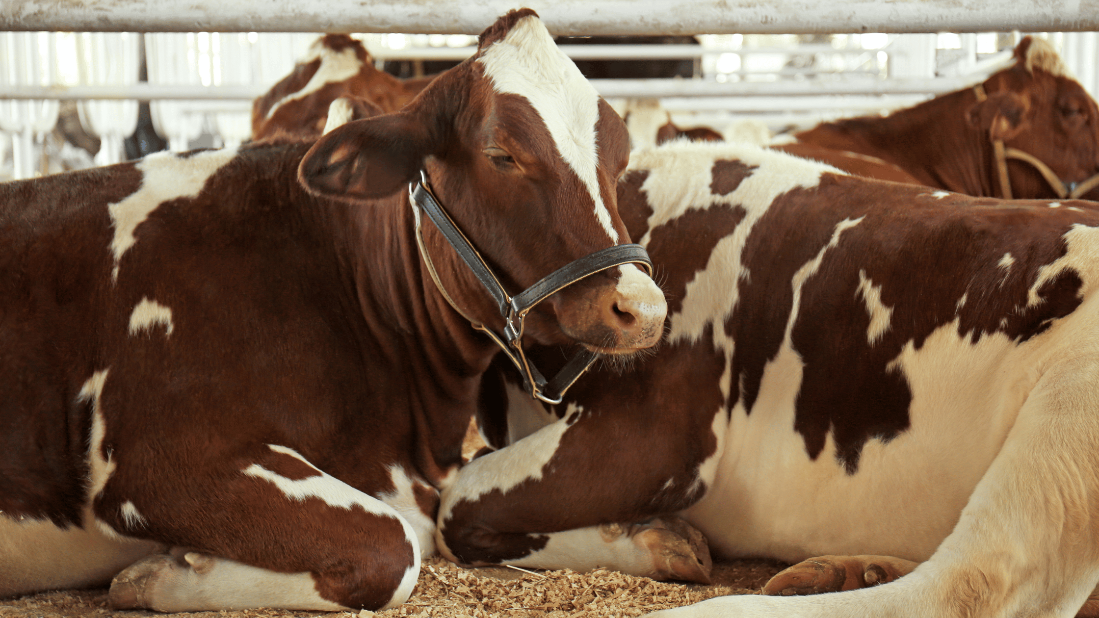 Bienestar Animal en la Industria Alimentaria